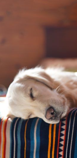 [2436x1125]宠物狗 汪星人 金毛犬 睡觉 苹果手机壁纸图片