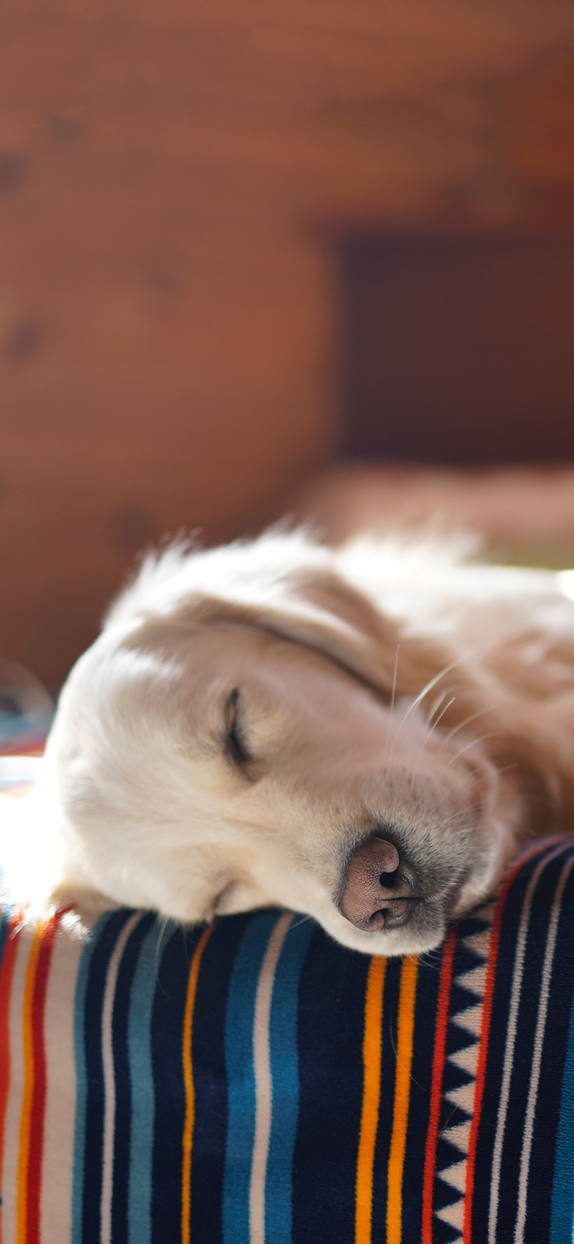 [2436×1125]宠物狗 汪星人 金毛犬 睡觉 苹果手机壁纸图片