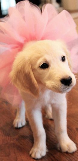 [2436x1125]宠物狗 汪星人 金毛犬 粉色 裙子 苹果手机壁纸图片