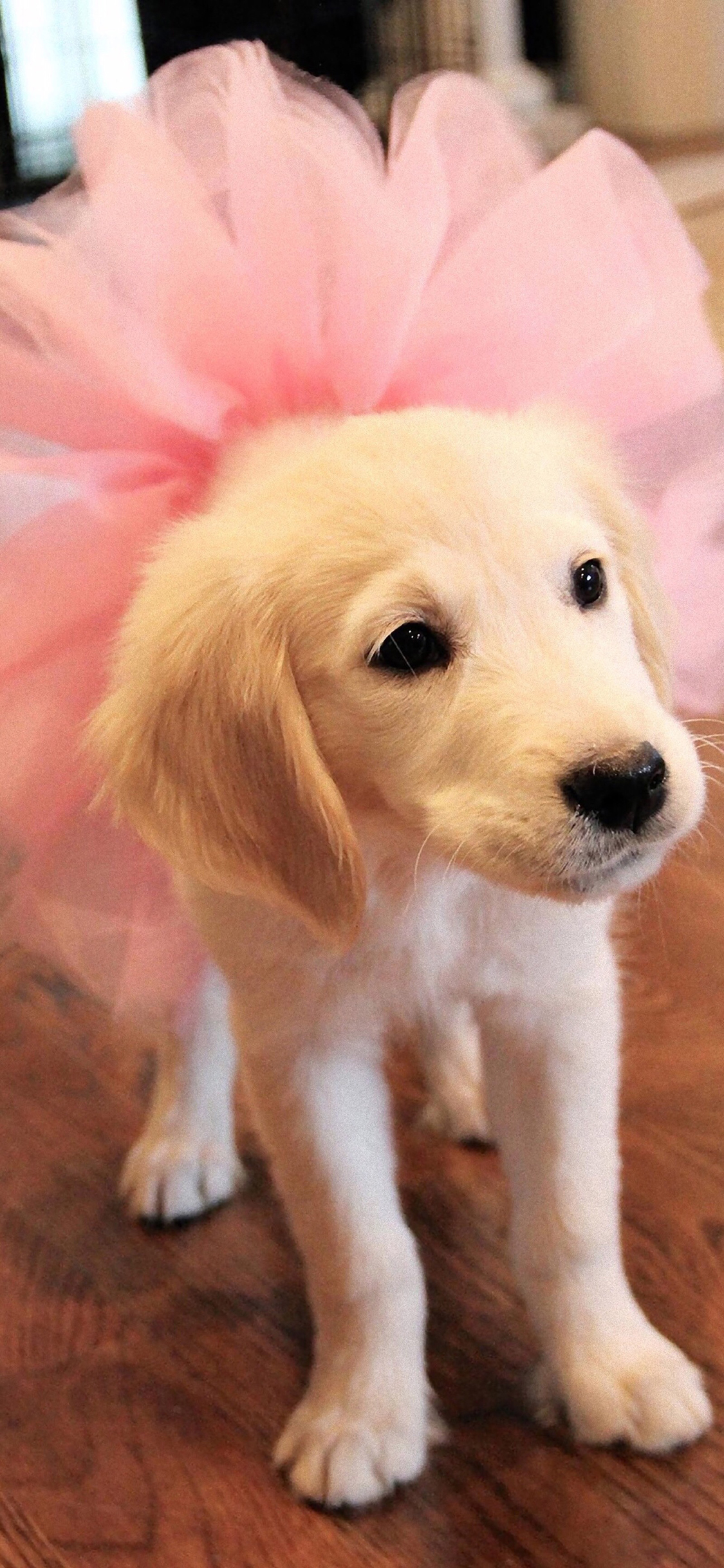 [2436×1125]宠物狗 汪星人 金毛犬 粉色 裙子 苹果手机壁纸图片