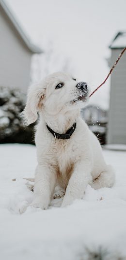 [2436x1125]宠物狗 汪星人 雪地 白色 苹果手机壁纸图片