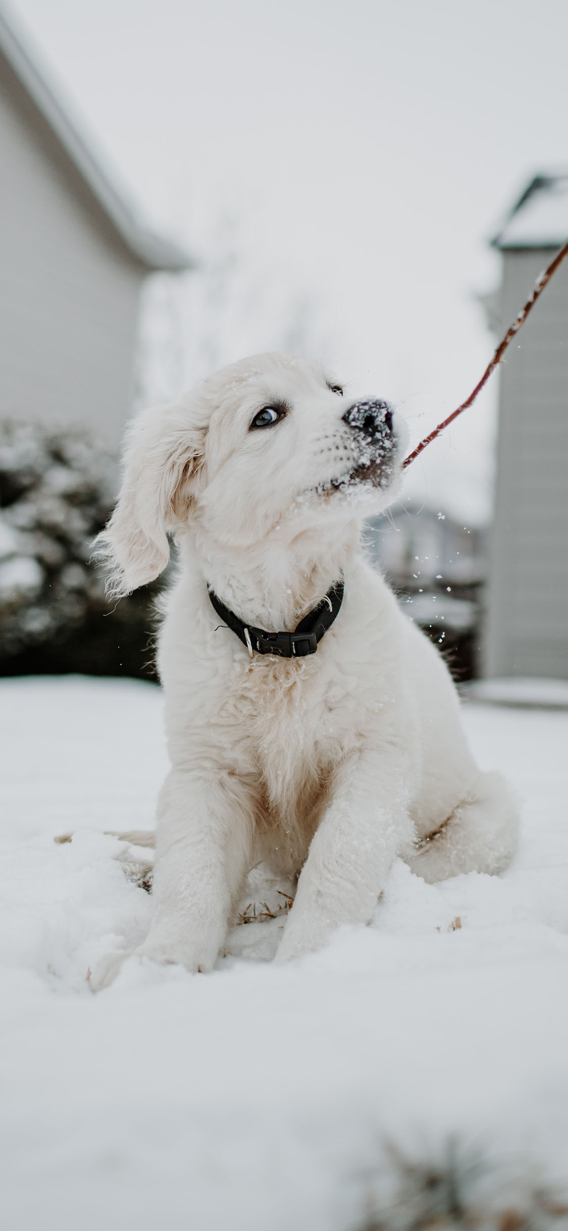 [2436×1125]宠物狗 汪星人 雪地 白色 苹果手机壁纸图片