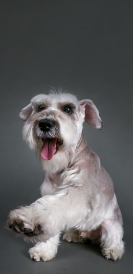 [2436x1125]宠物狗 汪星人 雪纳瑞 苹果手机壁纸图片