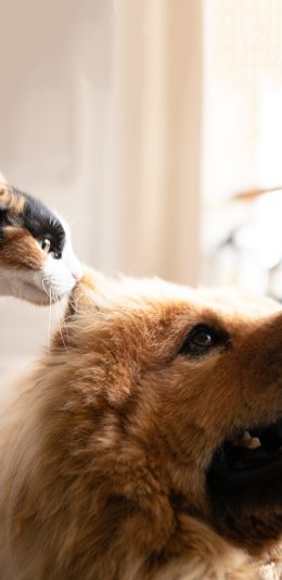 [2436x1125]宠物狗 汪星人 黄色 猫咪 苹果手机壁纸图片