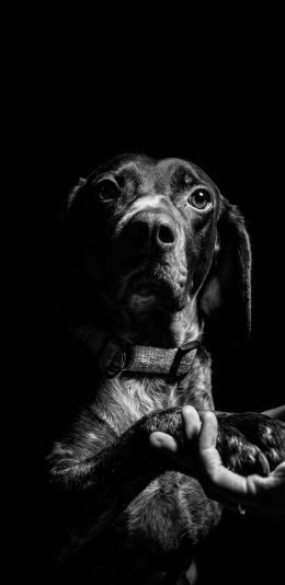 [2436x1125]宠物狗 汪星人 黑狗 呆萌 苹果手机壁纸图片