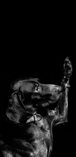 [2436x1125]宠物狗 汪星人 黑色 举手 苹果手机壁纸图片