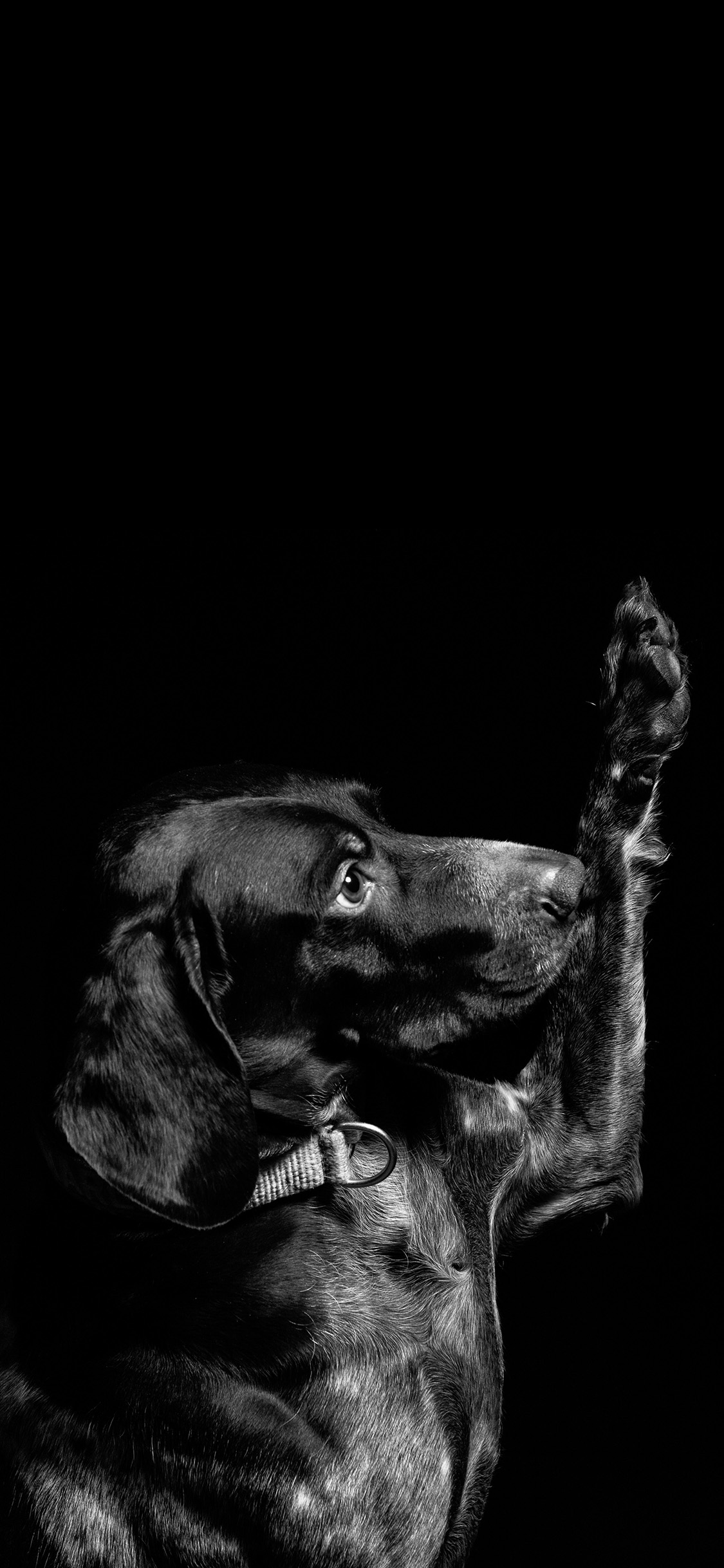 [2436×1125]宠物狗 汪星人 黑色 举手 苹果手机壁纸图片