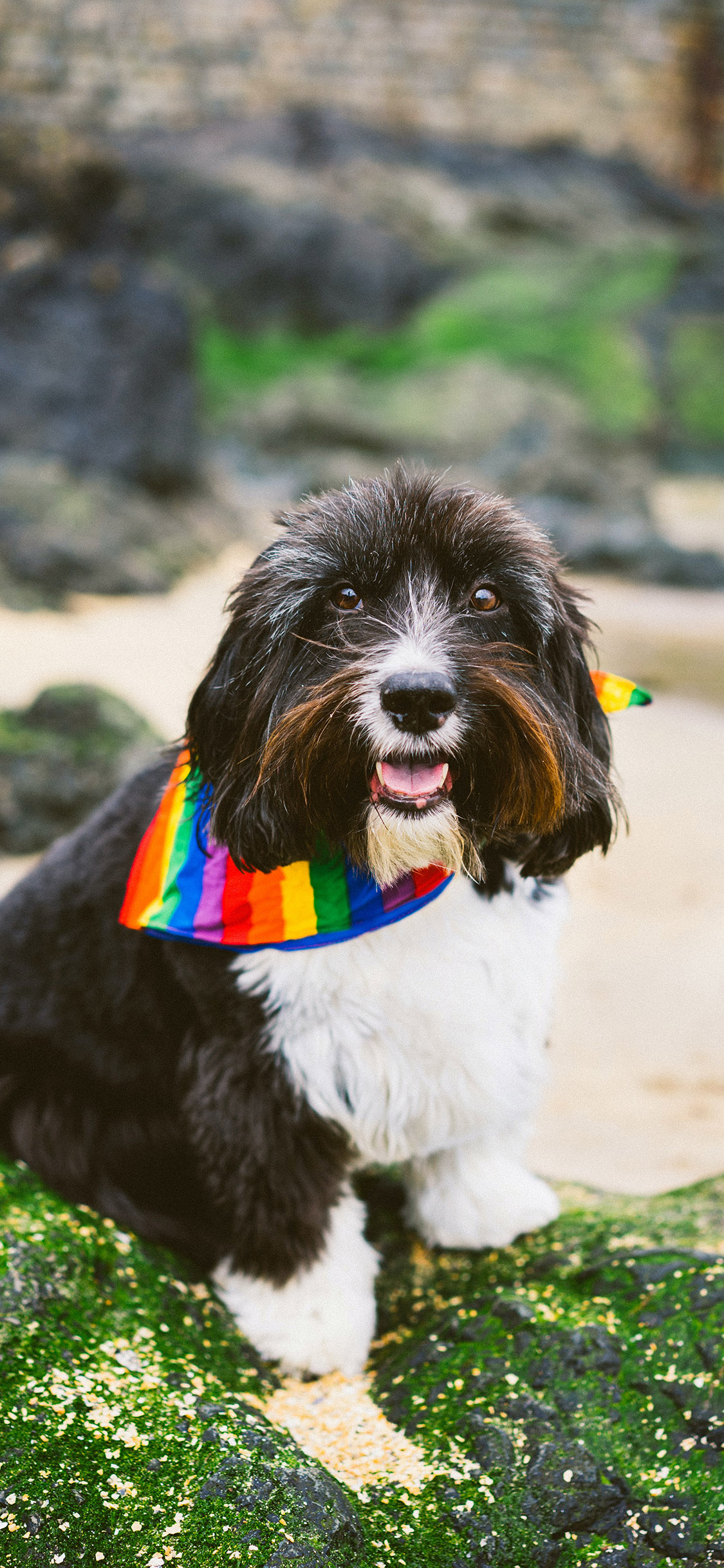 [2436×1125]宠物狗 汪星人 黑色 可爱 苹果手机壁纸图片
