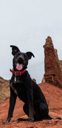 [2436x1125]宠物狗 汪星人 黑色 狗子 苹果手机壁纸图片
