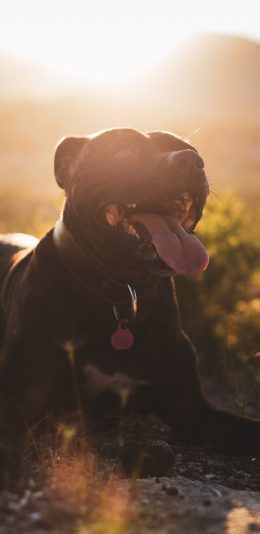[2436x1125]宠物狗 汪星人 黑色 舌头 苹果手机壁纸图片