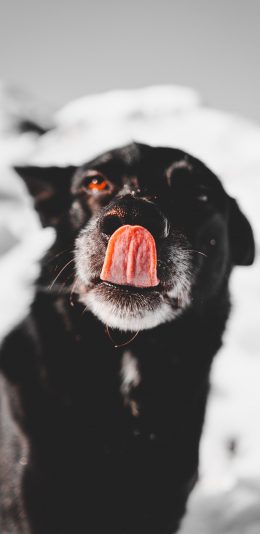 [2436x1125]宠物狗 汪星人 黑色 舌头 卖萌 苹果手机壁纸图片