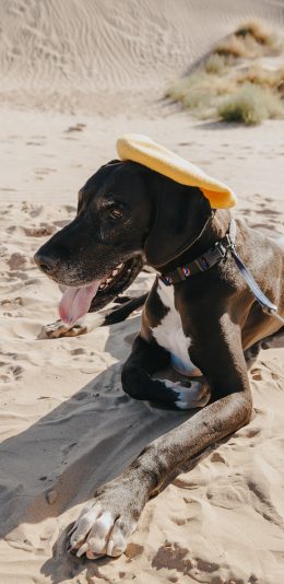 [2436x1125]宠物狗 沙滩 趴着 舌头 苹果手机壁纸图片