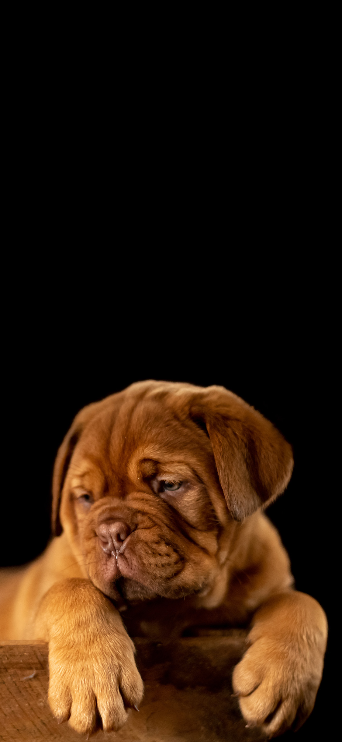 [2436×1125]宠物狗 沙皮狗 幼崽 可爱 苹果手机壁纸图片