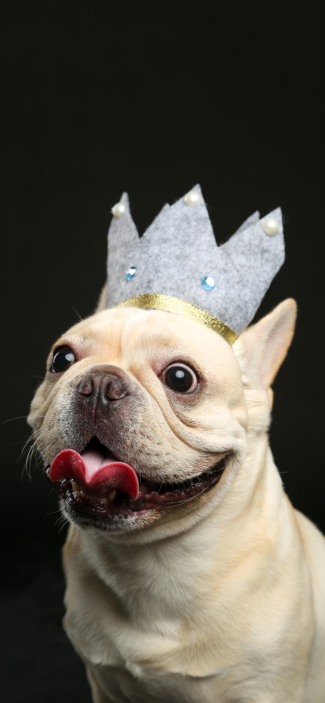 [2436×1125]宠物狗 法斗犬 可爱 写真 苹果手机壁纸图片