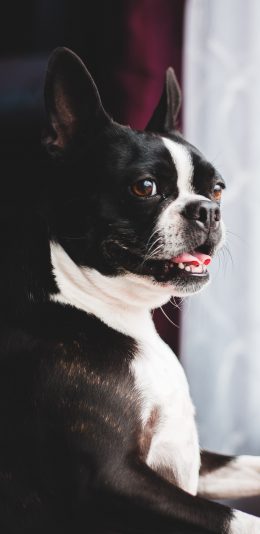 [2436x1125]宠物狗 法斗犬 可爱 黑白 苹果手机壁纸图片