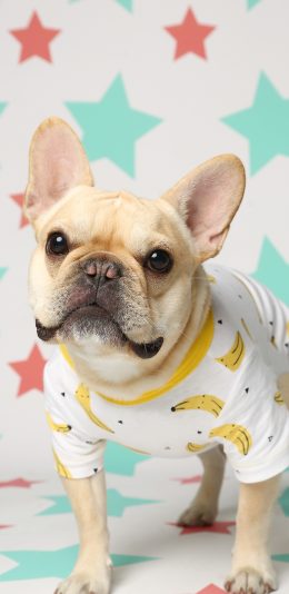 [2436x1125]宠物狗 法斗犬 呆萌 香蕉衣服 苹果手机壁纸图片