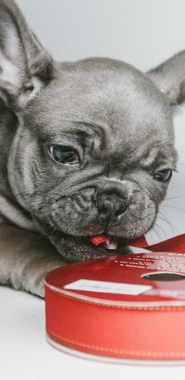 [2436x1125]宠物狗 法斗犬 小奶狗 咬彩带 苹果手机壁纸图片