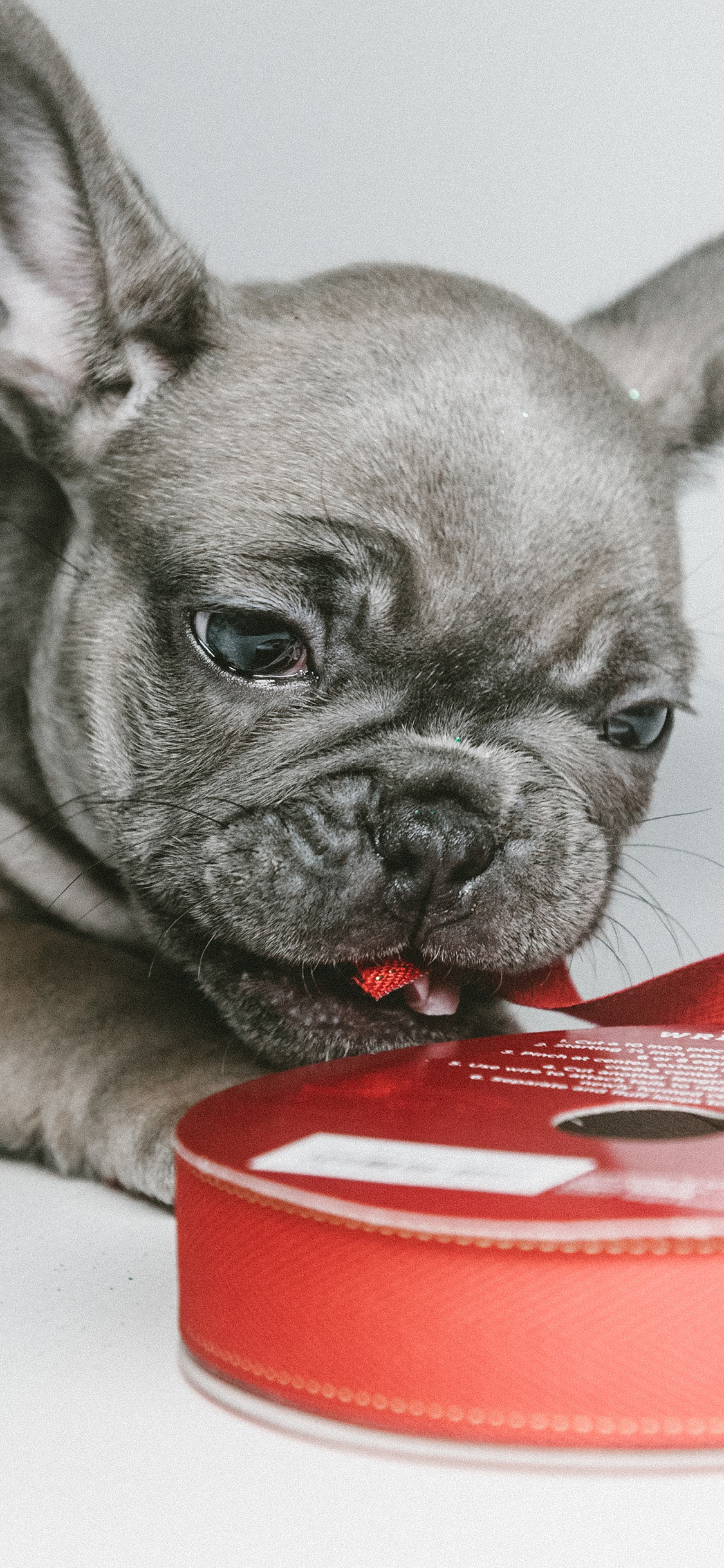 [2436×1125]宠物狗 法斗犬 小奶狗 咬彩带 苹果手机壁纸图片