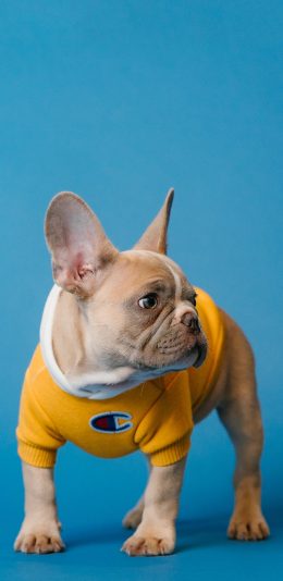 [2436x1125]宠物狗 法斗犬 服装 写真 苹果手机壁纸图片