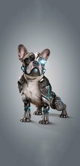 [2436x1125]宠物狗 法斗犬 服装 机械 创意 苹果手机壁纸图片