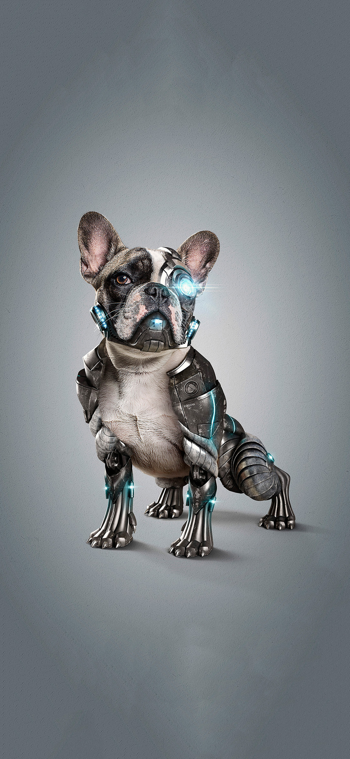 [2436×1125]宠物狗 法斗犬 服装 机械 创意 苹果手机壁纸图片