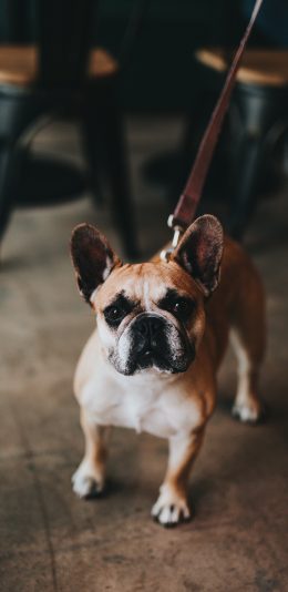 [2436x1125]宠物狗 法斗犬 汪星人 呆萌 苹果手机壁纸图片