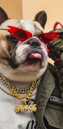 [2436x1125]宠物狗 法斗犬 洋气 眼镜 大金链 苹果手机壁纸图片