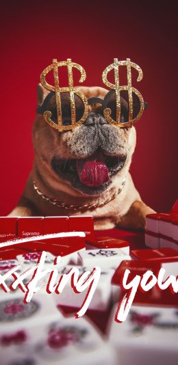 [2436x1125]宠物狗 法斗犬 眼镜 写真（取自站酷网：PS亲宠摄影） 苹果手机壁纸图片