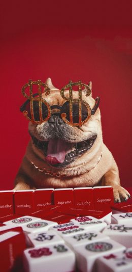 [2436x1125]宠物狗 法斗犬 眼镜 麻将（取自站酷网：PS亲宠摄影） 苹果手机壁纸图片