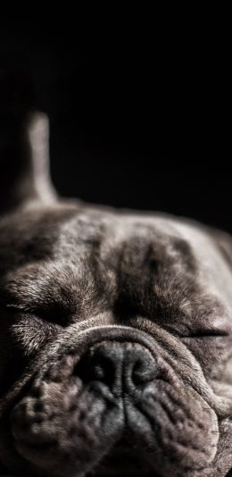 [2436x1125]宠物狗 法斗犬 睡觉 黑色 苹果手机壁纸图片