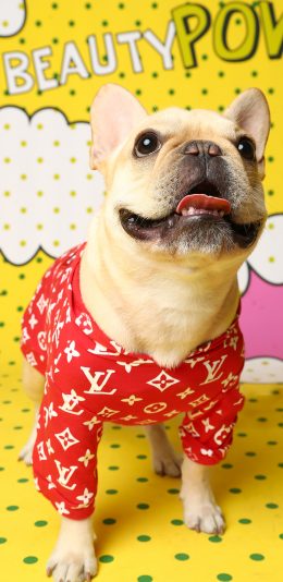 [2436x1125]宠物狗 法斗犬 穿衣服 可爱 苹果手机壁纸图片