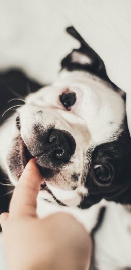 [2436x1125]宠物狗 法斗犬 英国 可爱 黑白 苹果手机壁纸图片