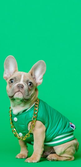 [2436x1125]宠物狗 法斗犬 链子 可爱 苹果手机壁纸图片