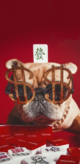 [2436x1125]宠物狗 法斗犬 麻将 发（取自站酷网：PS亲宠摄影） 苹果手机壁纸图片