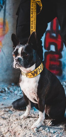 [2436x1125]宠物狗 法斗犬 黑白 可爱 苹果手机壁纸图片