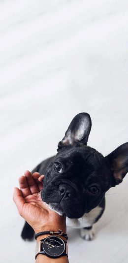 [2436x1125]宠物狗 法斗犬 黑色 呆萌 苹果手机壁纸图片