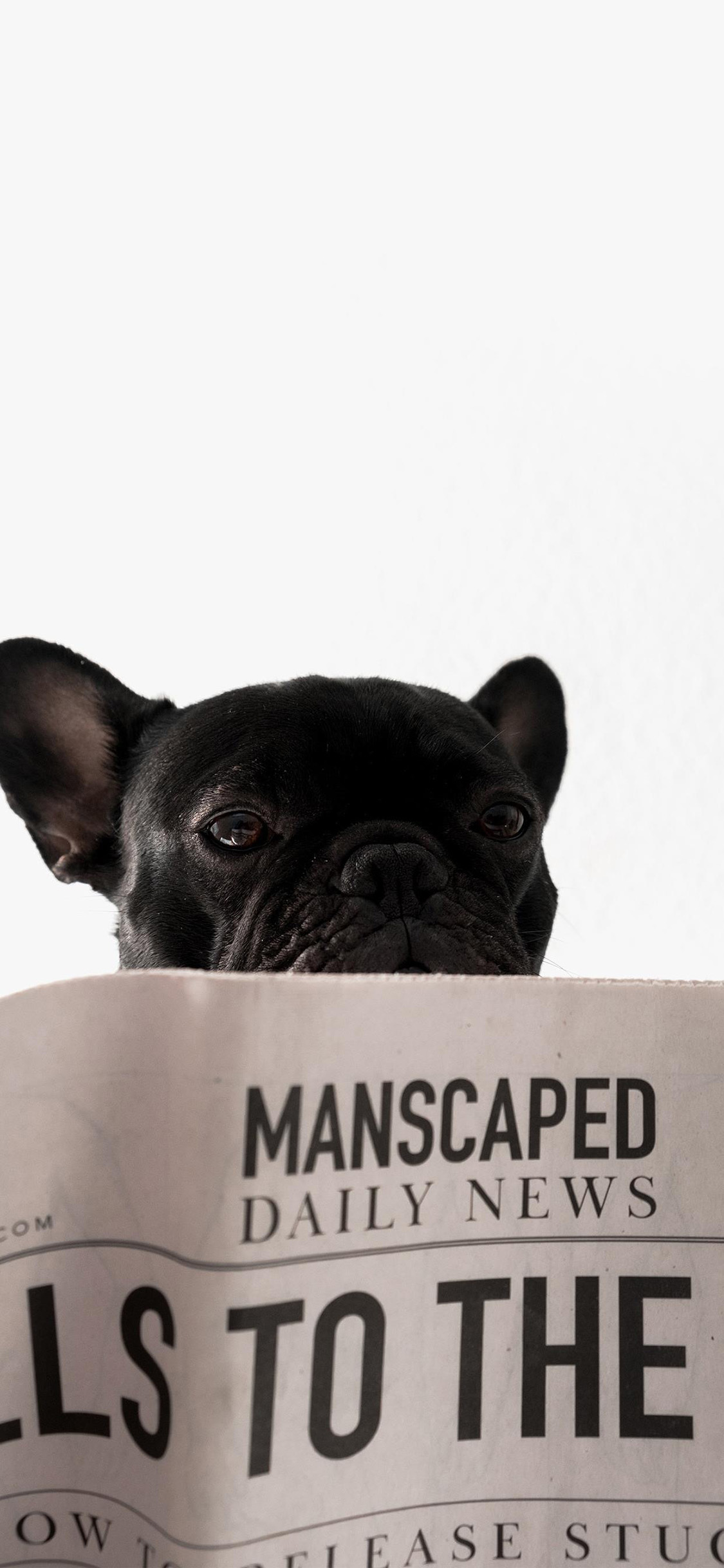 [2436×1125]宠物狗 法斗犬 黑色 报纸 苹果手机壁纸图片