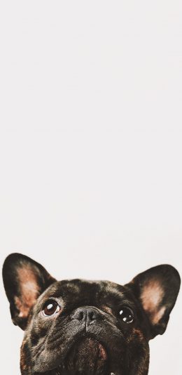 [2436x1125]宠物狗 法斗犬 黑色 汪星人（取自站酷网：超级何某某） 苹果手机壁纸图片