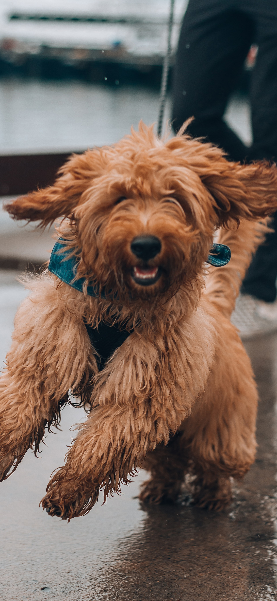 [2436×1125]宠物狗 泰迪 汪星人 小狗 苹果手机壁纸图片