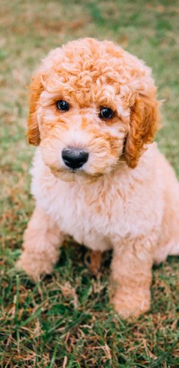 [2436x1125]宠物狗 泰迪 混交 草地 苹果手机壁纸图片