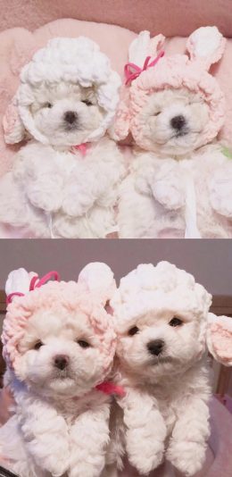 [2436x1125]宠物狗 泰迪 白色 萌 苹果手机壁纸图片