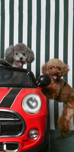 [2436x1125]宠物狗 泰迪犬 写真 可爱 苹果手机壁纸图片