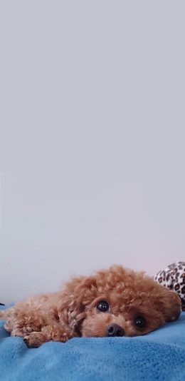 [2436x1125]宠物狗 泰迪犬 可爱 大眼睛 苹果手机壁纸图片