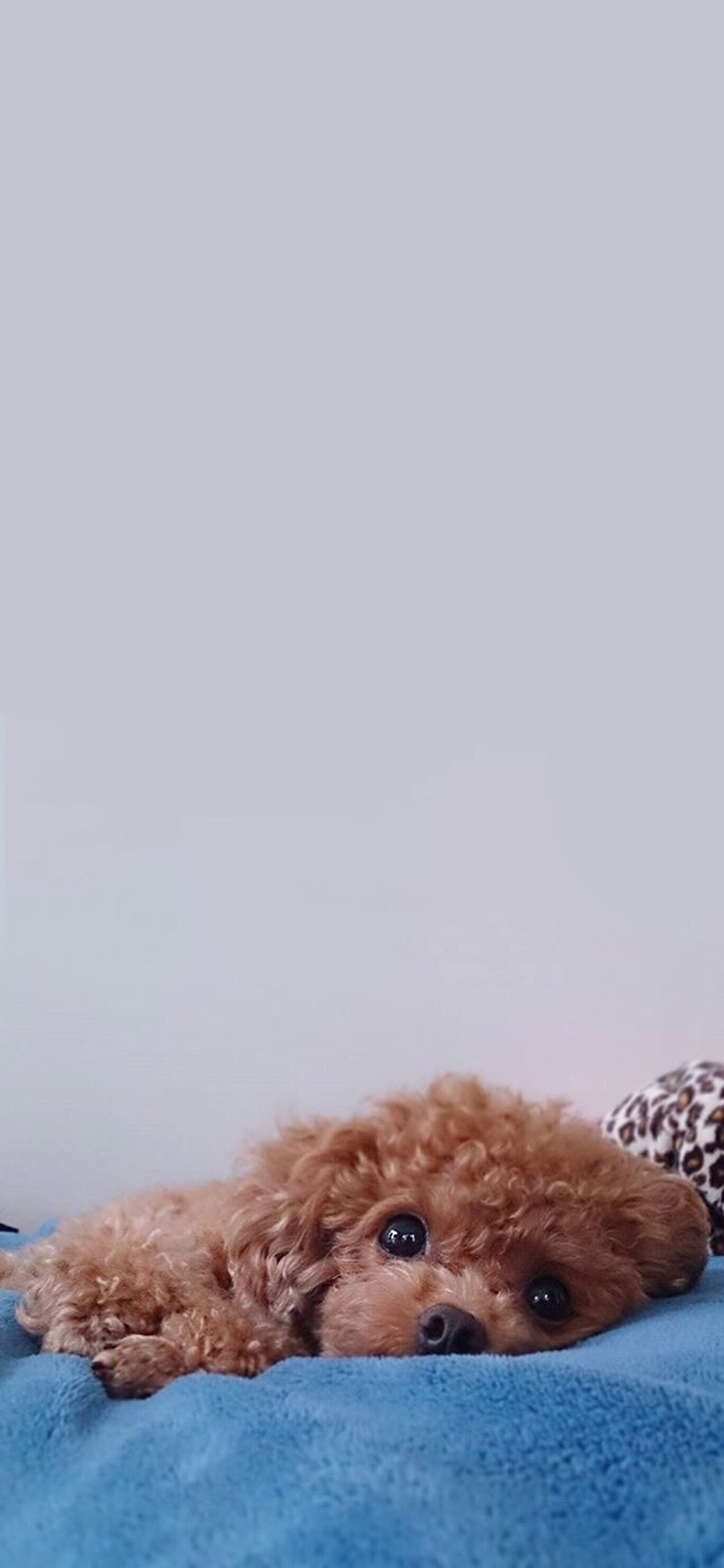 [2436×1125]宠物狗 泰迪犬 可爱 大眼睛 苹果手机壁纸图片