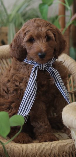 [2436x1125]宠物狗 泰迪犬 可爱 汪星人 丝带 苹果手机壁纸图片