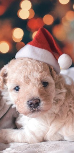 [2436x1125]宠物狗 泰迪犬 幼犬 圣诞帽 苹果手机壁纸图片