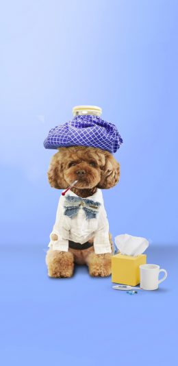 [2436x1125]宠物狗 泰迪犬 汪星人 写真 苹果手机壁纸图片