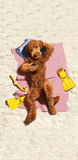 [2436x1125]宠物狗 泰迪犬 沙滩 度假 苹果手机壁纸图片