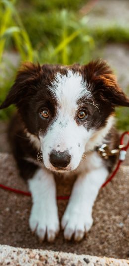 [2436x1125]宠物狗 牧羊犬 幼崽 呆萌 苹果手机壁纸图片