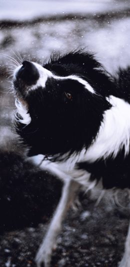 [2436x1125]宠物狗 牧羊犬 汪星人 聪明 苹果手机壁纸图片